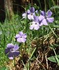 وینکا، ونکه، پریوش، پیچ تلگرافی،گل تلگرافی،myrtle,creeping myrtle,dwarf periwinkle,small periwinkle,